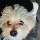 라니네 애견샵 이미지