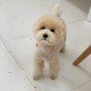 단풍이네 그루밍샵 | 안산 단풍이네 그루밍샵 방문 후기