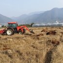 블루베리 심어봤습니다. 이미지