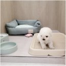 라이프독 하남미사점 24시 강아지분양 | 하남강아지분양 라이프독(하남점): 소중한 가족을 찾기 위한 첫 걸음