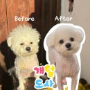 개털도사 이미지