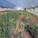 수종농장 이미지