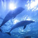 울산광역시남구도시관리공단(장생포고래생태체험관) 이미지