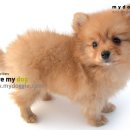 복슬강아지 이미지