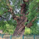 세종시, 600살 임난수 은행나무 이미지