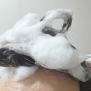 친자연주의 | 탈모샴푸추천 여름 두피열 고민 해결! 쿨샴푸 앙방 티트리 두피 딥 클렌징 노세범 쿨링 샴푸 후기