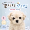 퍼피루미 - 1647 | 퍼피루미