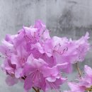 시립 강북노인종합복지관 | 집마당과 복지관 오고가면서 보는 활짝핀 봄꽃들