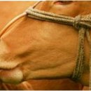 부안청보리 한우농장 이미지