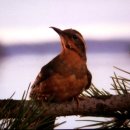 트윈픽스 이미지