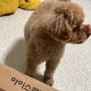 시원인터네셔널