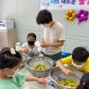 상촌초 이미지