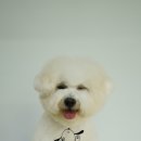 한강펫살롱 이미지