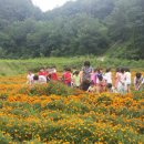 천연염색 이미지