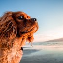 사바나동물병원 이미지