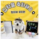 멍그루밍 | 부산진구 부산강아지유치원멍데뷰 부부상강아지유치원