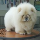 차우차우