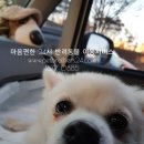 펫택시펫카 | 일산동물병원 이동할때 타는 펫택시 애견택시 [펫브라더스] 이용후기