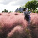 홍 순호 - 핑크뮬리 - 하늘공원 이미지