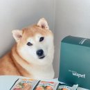 와즈펫(wispet) 이미지