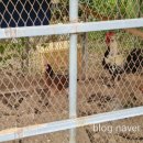 송화농장 이미지