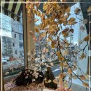 오로라케익하우스 이미지