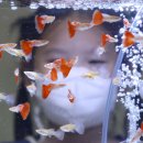 경기관상어 이미지