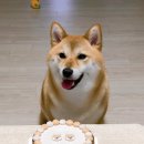 구떼포유 이미지