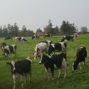 수정목장 이미지