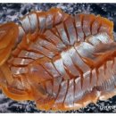 대명송어 이미지