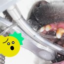 과천우주동물병원 이미지