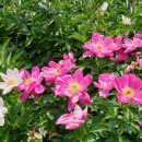 까사벨라 이미지