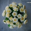국제조화도매센타