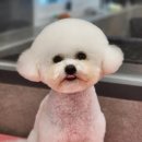 우한수 애견미용실 이미지