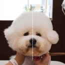 위드 더 독 이미지