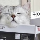 미미 펫 그루밍 이미지