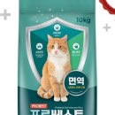 베스트 캣 이미지