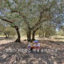 인수농장 | 남프랑스 여행 프로방스 알피유산맥의 올리브오일 명가 CastelaS 농장 투어