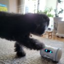 덤덤 휘트니스 | 반려견 펫 피트니스 스마트 장난감 로봇 VARRAM(바램)