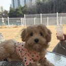 달서대로,서재로 | 서재, 성서 애견카페 꿈의 숲 후기