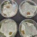 나나비펫 | 부산 렙타일 페어 방문 후기 (구경만해도 시간 순삭, 신기한 파충류 세계)