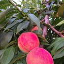 영자농장 이미지