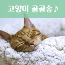 그르릉 이미지