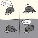 순진한강아지