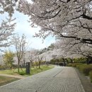 꿈의숲 라포레스타 | 벚꽃 떨어지기 전에 북서울꿈의숲 주말 나들이 (ft. 오전 동문 주차장, 라포레스타 식당)