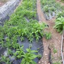 만물상회 이미지