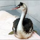 광주광역시야생동물구조관리센터 이미지