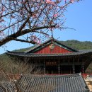 NR-18[화엄사로]-상-301 | 사찰트레킹 - 화엄사에서 봄 향기에 빠져들다.