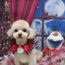 꿈꾸는강아지 이미지