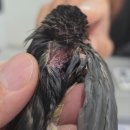 동물병원 All Pets 이미지